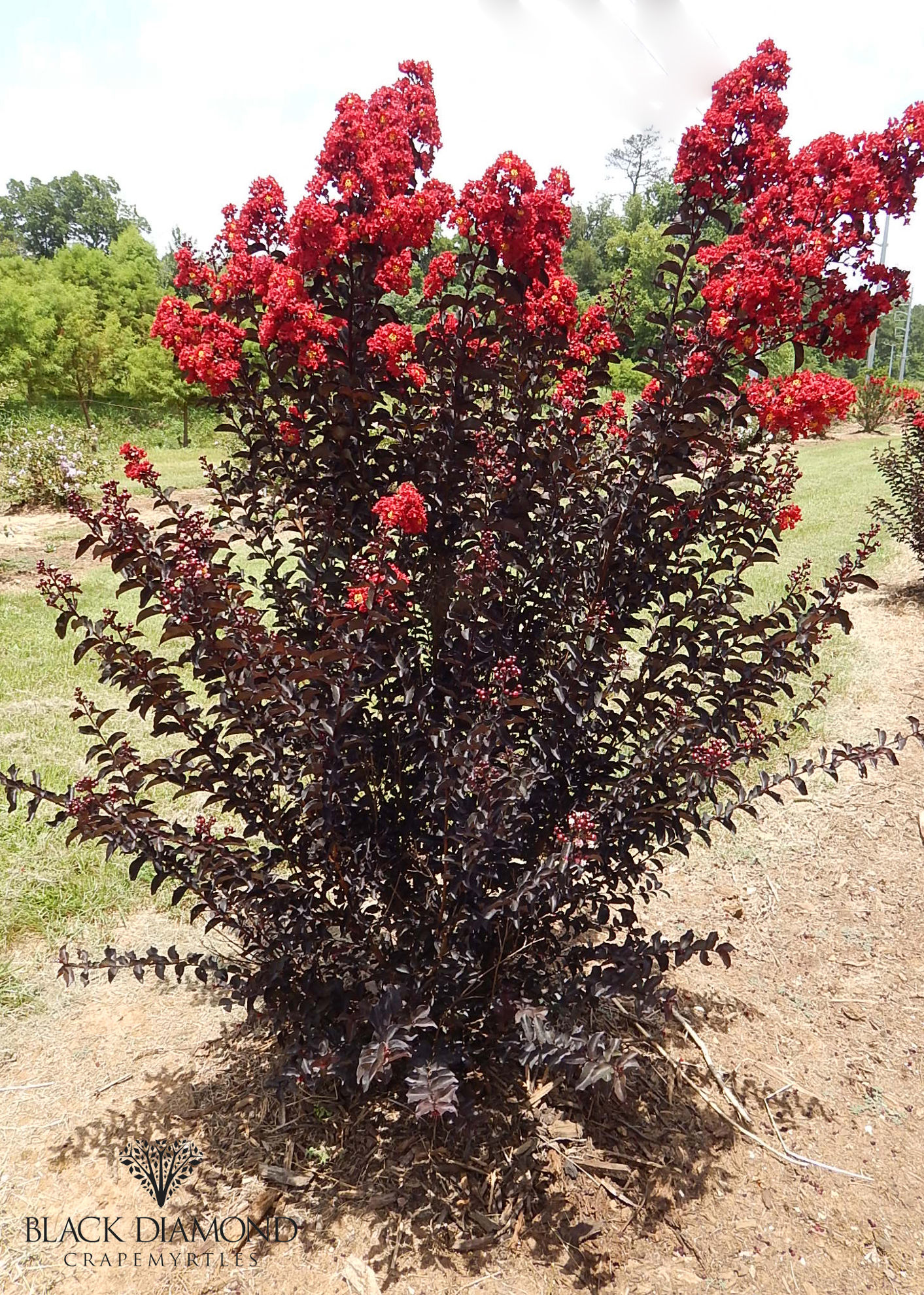http://breederplants.nl/images/thumbs/0002014_Lagerstroemia 'Crimson Red' (1).jpeg